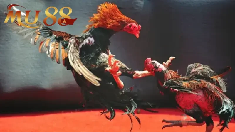 Tất tần tật về sân chơi đá gà MU88 năm 2025